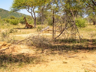 Giraffe resting under a Tree