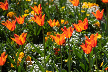tulipes dans le jardin du Luxembourg à Paris