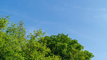 Chiome delgi alberi in primavera