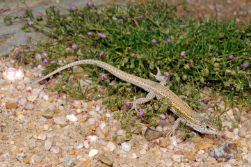 Carbonell’s Mauereidechse / Carbonell’s Wall Lizard (Podarcis carbonelli), Carrapateira,...