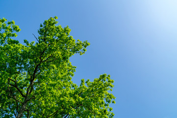 Obraz premium Rami e foglie della quercia in primavera