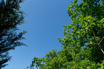 Cornice della natura in primavera