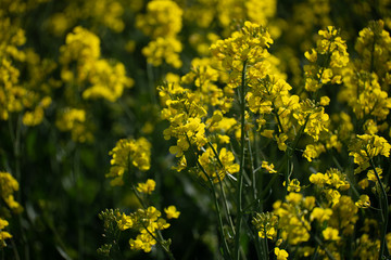Rapsfeld im Frühling 
