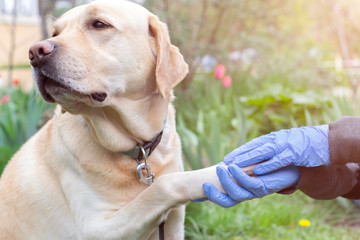 Hands in protective gloves hold the dog's paw close-up. COVID-19 is dangerous for pets. Concept of...