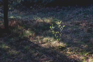 small green alone flower in forest