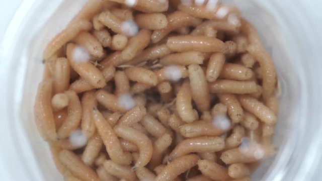 Closeup top view 4k macro video of many alive fat ugly fly maggots crawling isolated in transparent plastic box ready to use for fishing. View through transparent plastic lidder of jar.