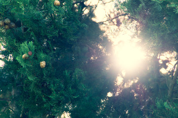 Il sole dietro gli alberi in primavera