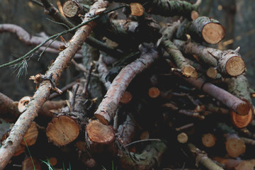 A lot wood beams in forest