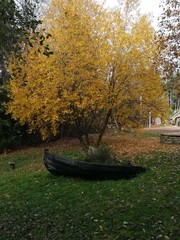 autumn in the park