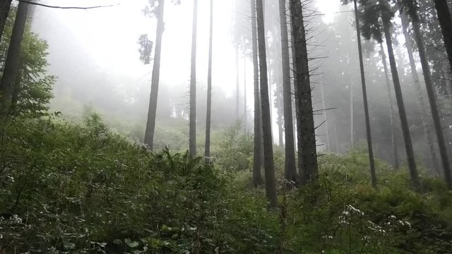 suoni colori nebbia nel bosco prealpino