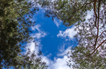 Looking blue sky with clouds between tall pines