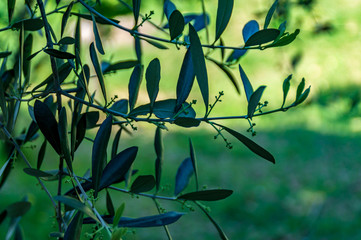I fiori dell'olivo in primavera
