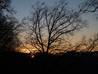 Silhouette of tree in autumm when sunset