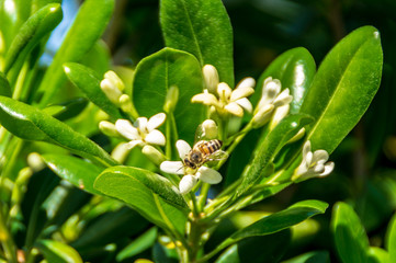 Ape sul fiore del pitosforo in primavera