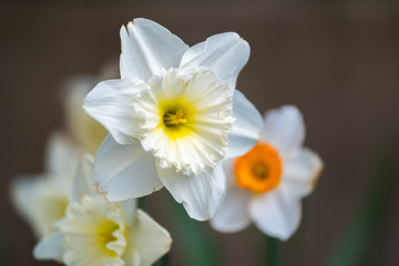Narcisse