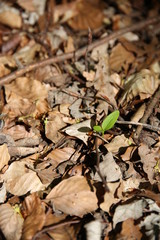New Growth