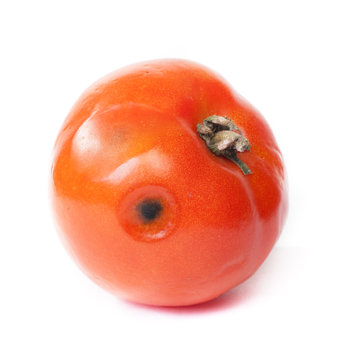 Spoiled tomato on white background