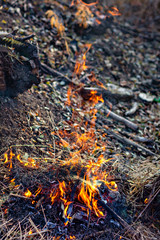 Wooden camp fire