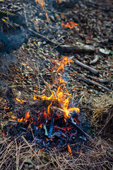 Wooden camp fire