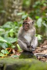 Monkey sitting in a forest of monkeys in Bali
