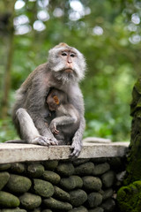Naklejka na ściany i meble Mom monkey and her baby are sitting in the monkey forest in Bali.