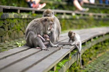 Mom monkey breastfeeding a baby sitting on a bench in a forest of monkeys