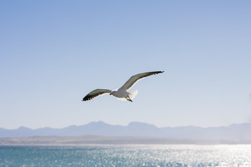Fototapeta na wymiar Single seagull flying over sparkling ocean at Santos Bay, Mossel Bay