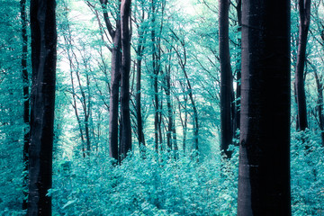 Fototapeta premium forest in infrared light, fantasy landscape