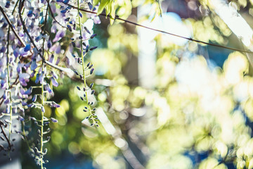 Beautiful floral spring abstract background of nature. macro with soft focus For greeting cards with copy space