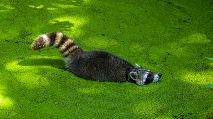 Waschbär