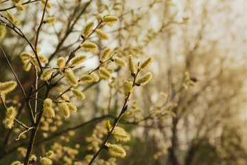 Spring willow twigs. Blooming willow.