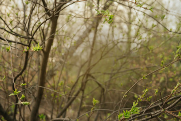 Young spring leaves on the branches copy space. Blooming kidneys.