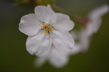 sakura