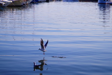 ducks in the water