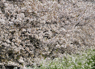 sakura