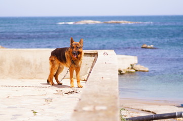 Police dog at the seaside. K9 tied at the seaside. Dog chained on the balcony by the sea. dog with chain at the seaside. background sea. k9 with a leash in the foreground.