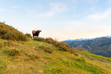 bull on the mountain grazing in freedom