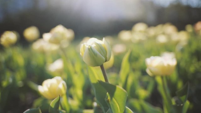 Close up view video of beautiful sunny white small tulips flowers growing outdoor in spring park. Delicate petals with soft sun backlight.