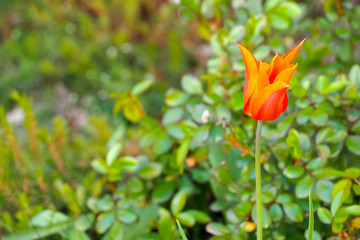 a Tulip orange with red color and sharp shaped petals is located on the right side against the background of a green garden on a spring day