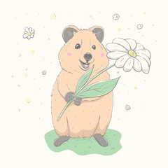 Lovely cute Quokka holds white flower. Realistic Quokka came for a birthday. - 343420664
