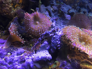 2015 Cnidarians in Aquarium