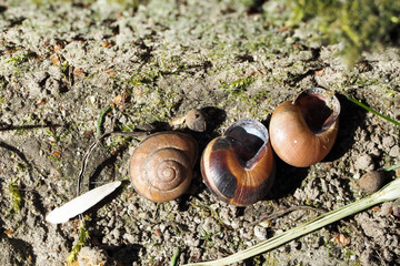 three empty spirally twisted brown striped snail shells lie on the ground on a Sunny day . leave...