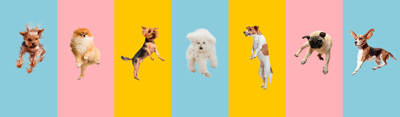 Young dogs jumping, playing, flying. Cute doggies or pets are looking happy isolated on colorful or gradient background. Studio. Creative collage of different breeds of dogs. Flyer for your ad. - obrazy, fototapety, plakaty