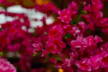 bright pink artificial cherry blossom petals on a dark background