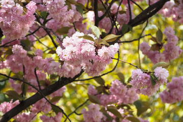 branch on a sakura tree with blooming pink flowers. Japanese cherry grows in Europe
