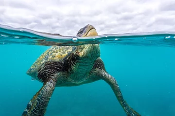Zelfklevend Fotobehang Groene zeeschildpad ademhaling © Dennis