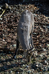 Blue sheep in its enclosure. Latin name - Pseudois nayaur	
