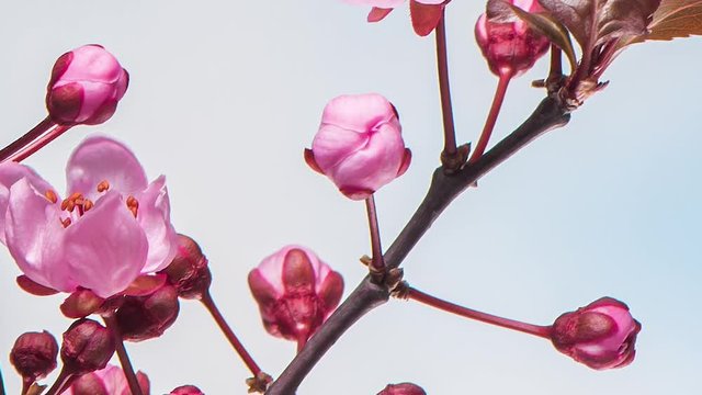 Time Lapse of blossoming branch with pink Cherry blossom flowers. Time-lapse spring tree branch with flowers and buds, against blue sky background. Stick tree branch springtime.
