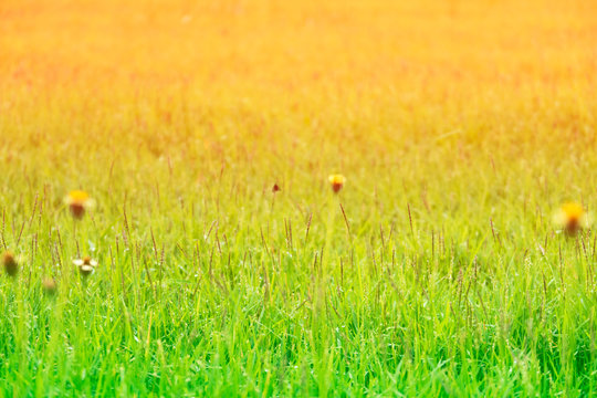 Natural background of beautiful sunny green field or meadow with spring grass flower in tropical summer morning sunlight & sun ray at sunny & sunshine day, growth season concept, copy free space  