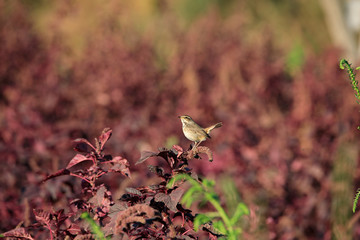 Beautiful Bluethroat in Bahrain Farm